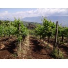 Falanghina del Sannio DOC 2019